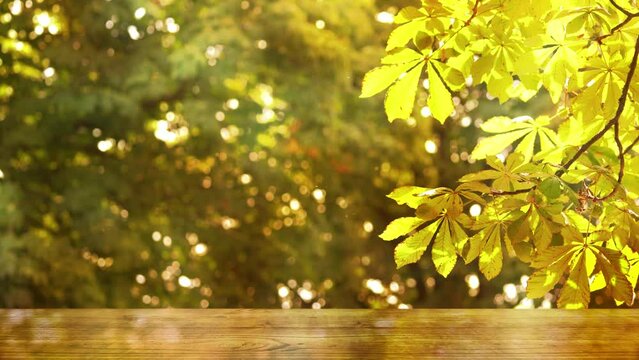 abstract autumn tree background with yellow fall leaf in sunshine with bright blurred lights and empty wooden table for product presentation space