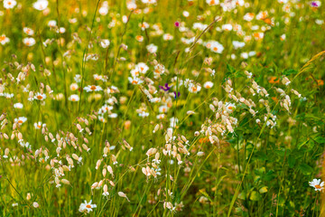 Fototapeta premium Silene vulgaris, commonly known as bladder campion, is a botanical marvel that captivates with its exquisite form and unique features. The foliage of Silene vulgaris is equally enchanting.