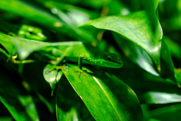 green lizard on a leaf