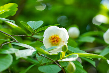 Obraz na płótnie Canvas 風情のある初夏の白い花、夏椿