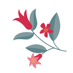 pomegranate branch with leaves and line pomegranate fruit. 