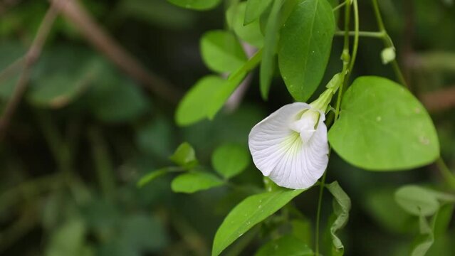 White Butterfly Pea in garden

