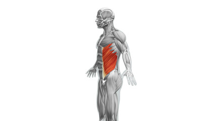 Fototapeta na wymiar Anatomy of the External Oblique Muscles