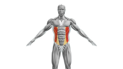 Anatomy of the External Oblique Muscles