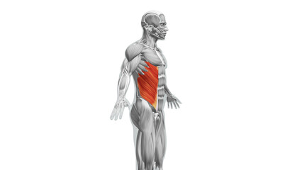 Anatomy of the External Oblique Muscles