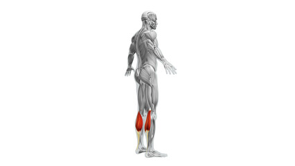 Obraz premium Anatomy of the Gastrocnemius Muscles