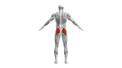 Anatomy of the Gluteus Maximus Muscles