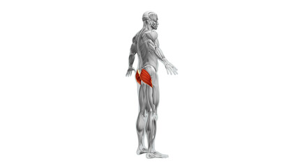 Fototapeta na wymiar Anatomy of the Gluteus Maximus Muscles