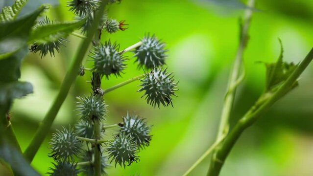 Fresh Castor pods in garden