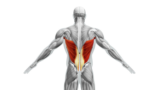 Anatomy of the Latissimus Dorsi Muscles