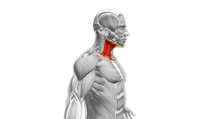 Anatomy of the Sternocleidomastoid Muscles