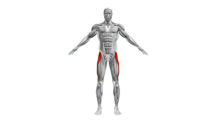 Obraz premium Anatomy of the Tensor Fasciae Latae Muscles