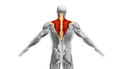 Anatomy of the Trapezius Muscles