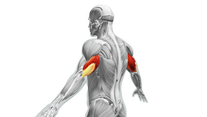 Anatomy of the Triceps Muscles