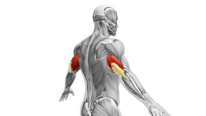 Anatomy of the Triceps Muscles