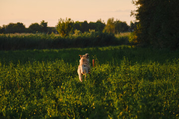 Active walk outside with a dog in the park in summer at sunset. A fawn Labrador runs through the green grass in a clearing for a round orange toy. The dog has fun playing. Rear view.