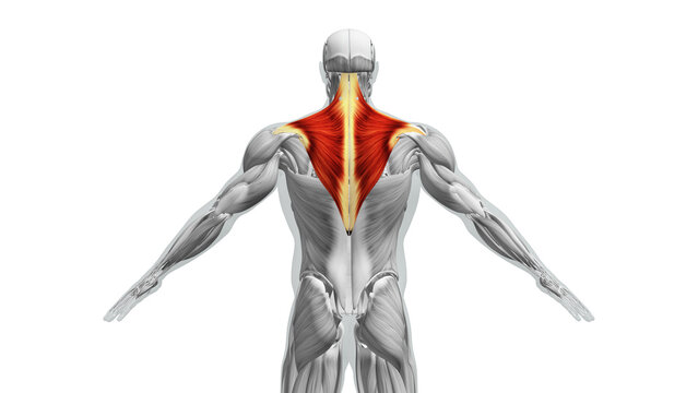 Anatomy of the Trapezius Muscles