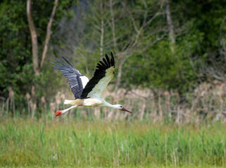 White stork flying above a meadow