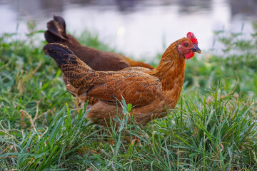 Beautiful hen looking for food near the river