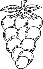 sketch grape
