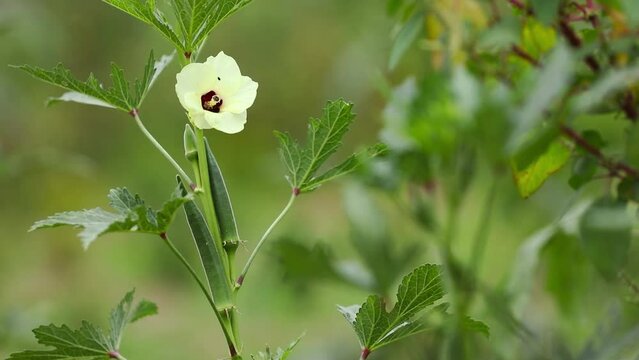 close up of fresh Lady Fingers or Okra green vegetable Abelmoschus Esculentus with flowers in indian garden