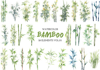 Vector watercolor painted bamboo clipart. Hand drawn design elements isolated on white background.