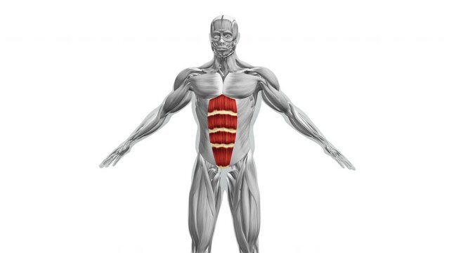 Anatomy of the abdominal Muscles
