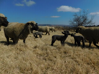 A flock of beige colored Hampshire Down Ewe Sheep and cute little grey and black colored Lambs in a golden grass field