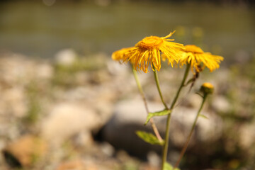 yellow flowers closeup, A closeup shot of beautiful yellow cosmos flowers on blurred background

