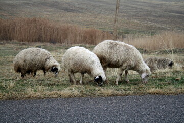 Obraz premium SHAHAP, Armenia - 12.06.2018: A flock of sheep walks on the grass by the road