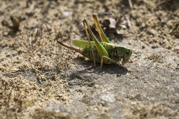 Konik polny  © Kamila