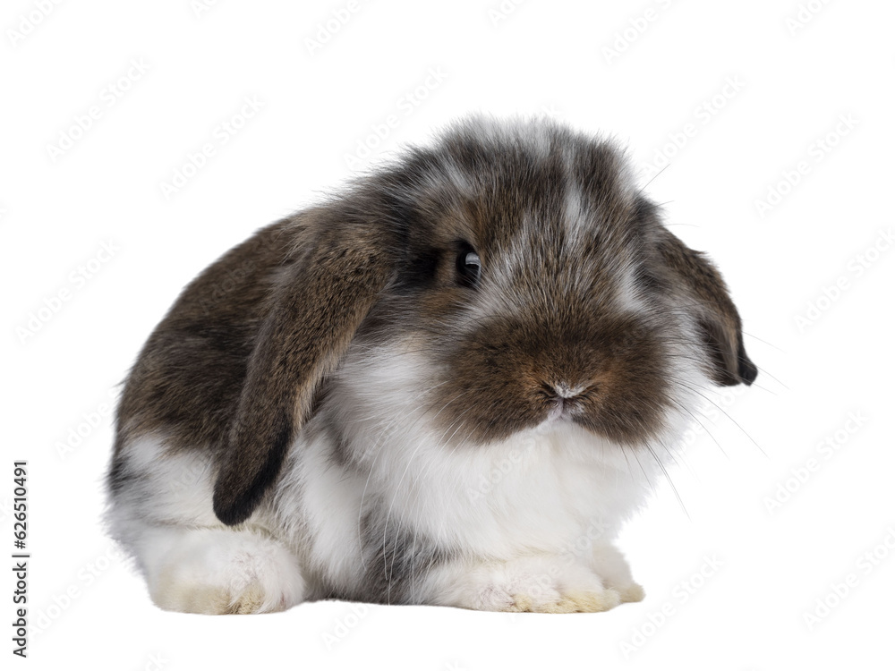 Poster brown with white spotted rabbit, sitting side ways with head turned front. looking towards camera. i