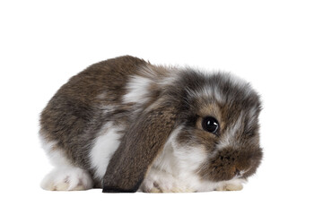 Brown with white spotted rabbit, sitting side ways. Looking towards camera. Isolated cutout on transparent background. Head down.