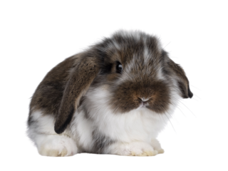 Brown with white spotted rabbit, sitting side ways with head turned front. Looking towards camera. Isolated cutout on transparent background. Head down.