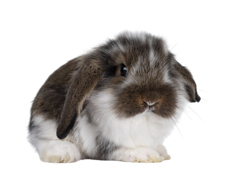 Brown with white spotted rabbit, sitting side ways with head turned front. Looking towards camera. Isolated cutout on transparent background. Head down.