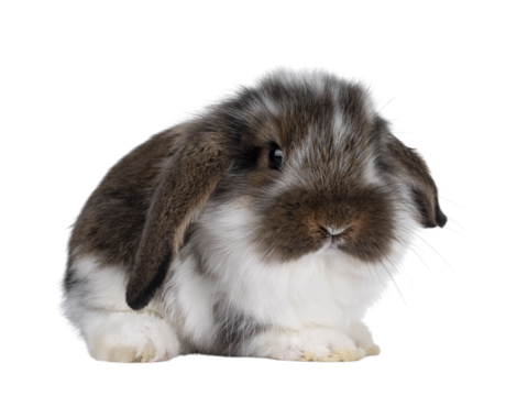 Brown with white spotted rabbit, sitting side ways with head turned front. Looking towards camera. Isolated cutout on transparent background. Head down.