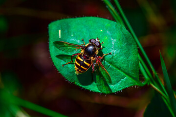 Close-up of a wasp on a leaf