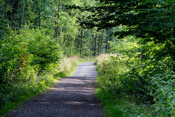 Breiter Weg durch einen Wald