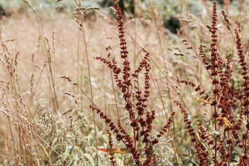 Waldpflanzen und Waldgräser im Spätsommer