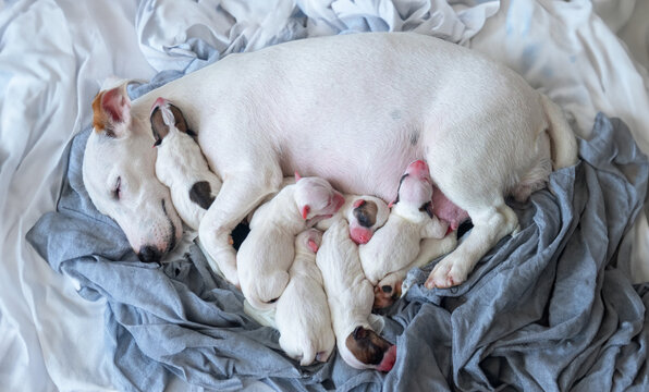 new born puppy safety sleep with mother - Powered by Adobe