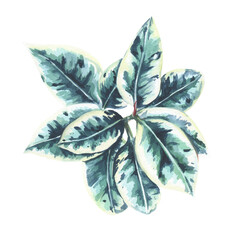 Ficus elastica. Ficus watercolor illustration. The Mulberry family Moraceae.