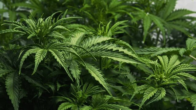 Cannabis plant in curative marijuana farm for medical hemp product. Indoor agriculture farm provide high quality medicinal cannabis production for health care and medicine uses. Weed leaf closeup