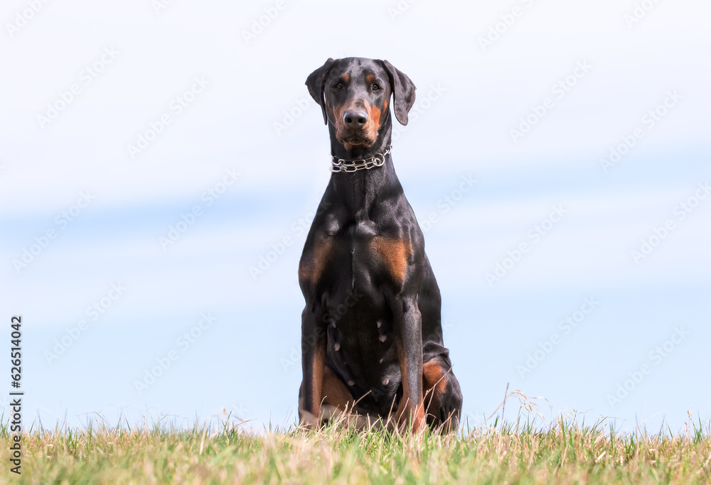 Sticker Doberman