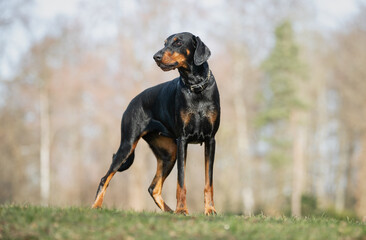 Doberman