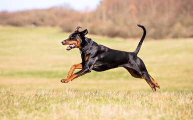 Doberman