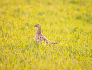 Birds,Roe deers