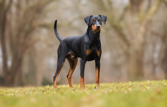 Doberman