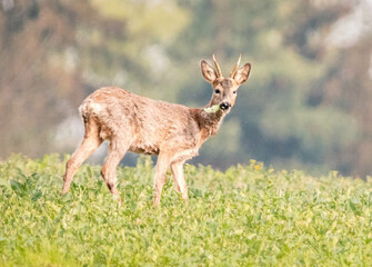 Birds,Roe deers