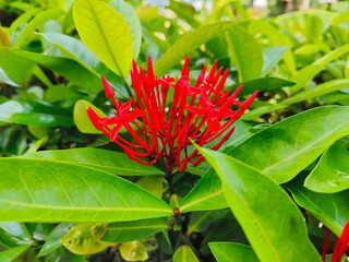 The small beautifull Ixora in the garden