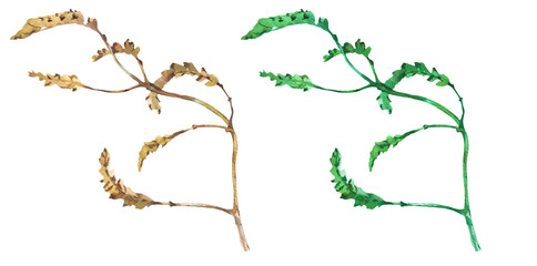 Dried plant twig painted in watercolor isolated.